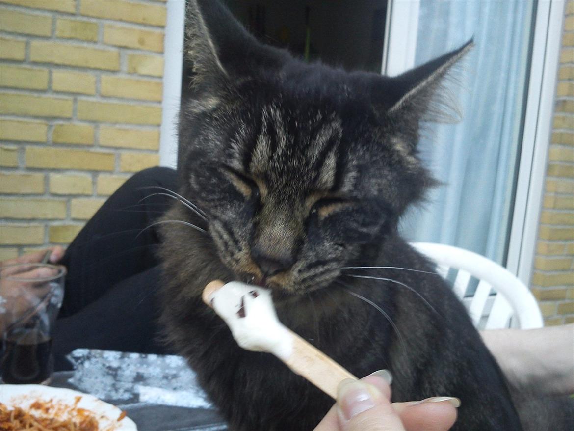 Blanding af racer Gizmo - Mmm jeg elsker is :D . billede 4