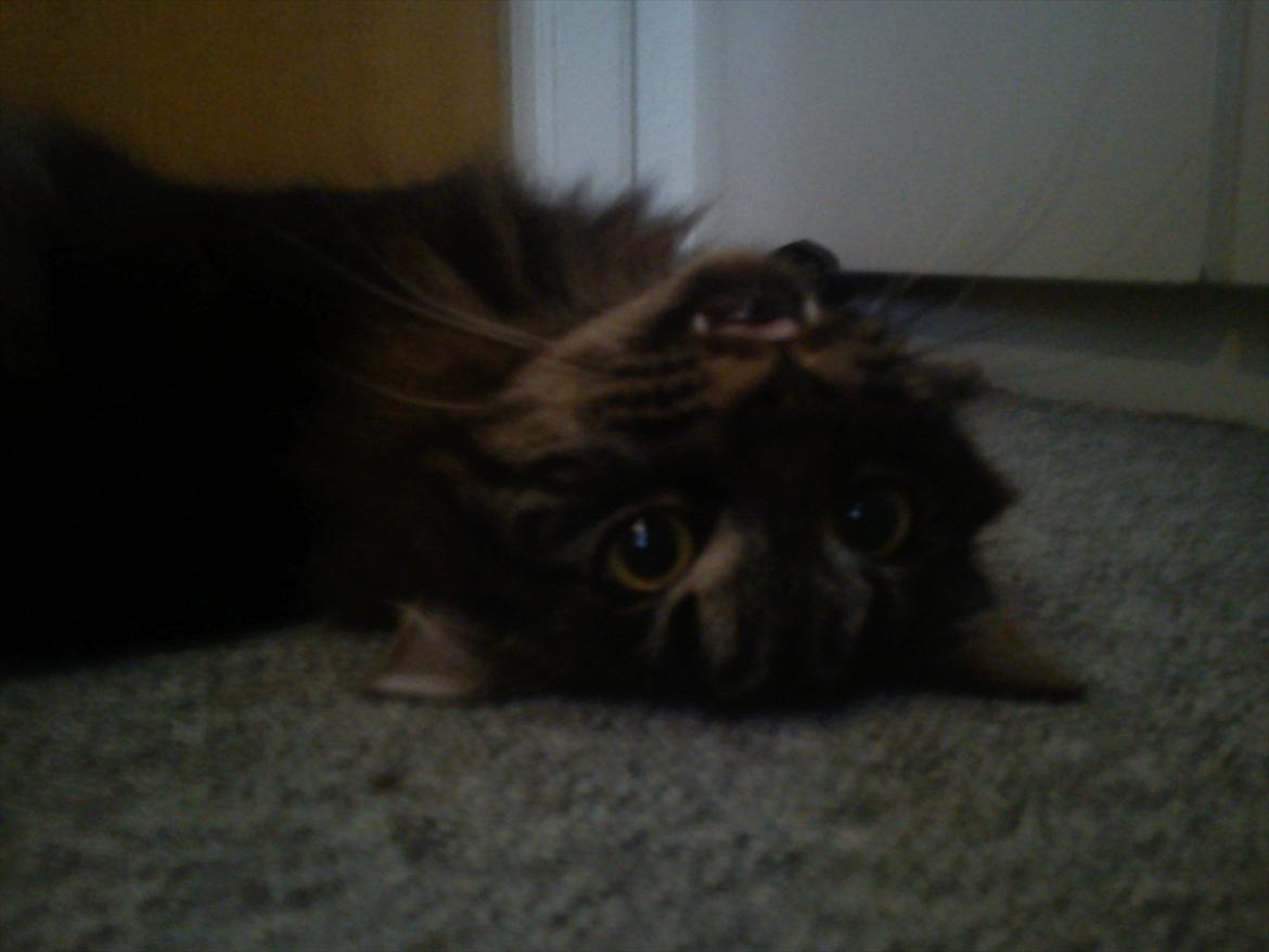 Blanding af racer Gizmo - Grrr .. jeg er lidt farlig :p . billede 5