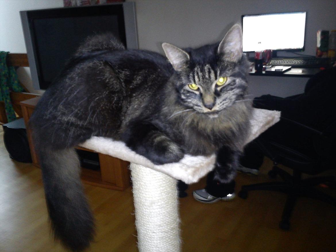 Blanding af racer Gizmo - Mit kradsetræ :D . billede 6