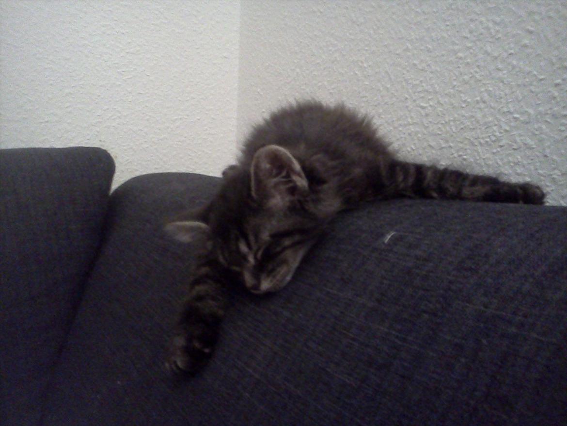 Blanding af racer Gizmo - Er gået omkuld på sofaen (: . billede 7