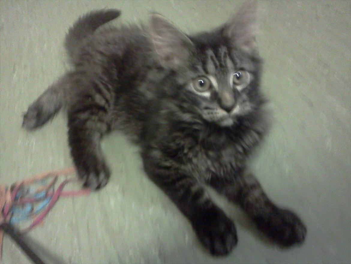 Blanding af racer Gizmo - Jeg elsker at lege :p . billede 8