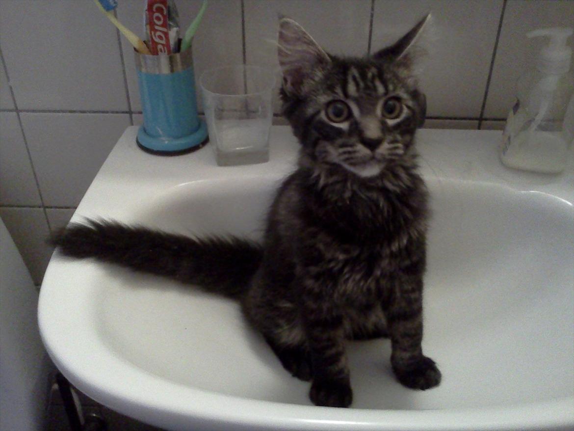 Blanding af racer Gizmo - Sidder lige i håndvasken :p . billede 9