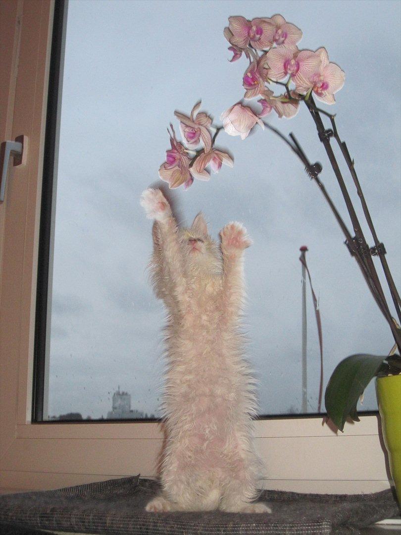 Maine Coon Tiësto billede 1