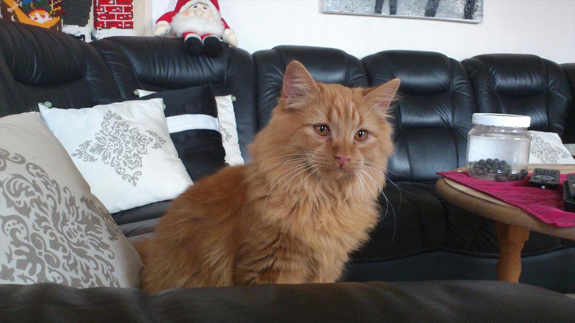 Blanding af racer Thomas Omayley billede 6