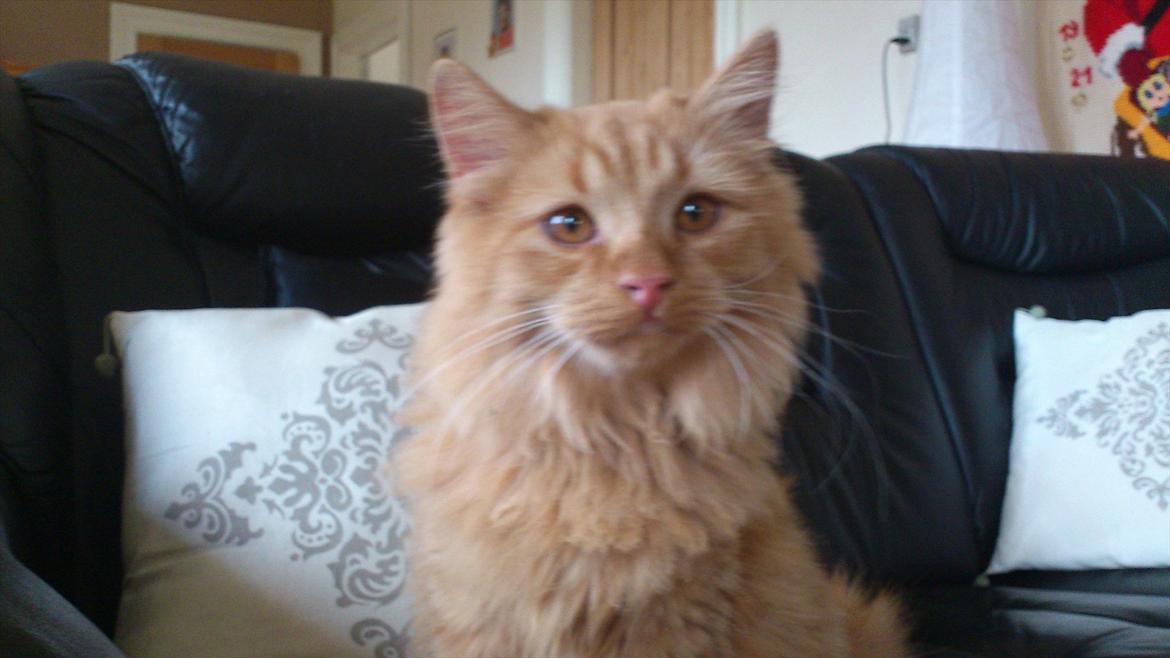 Blanding af racer Thomas Omayley billede 7