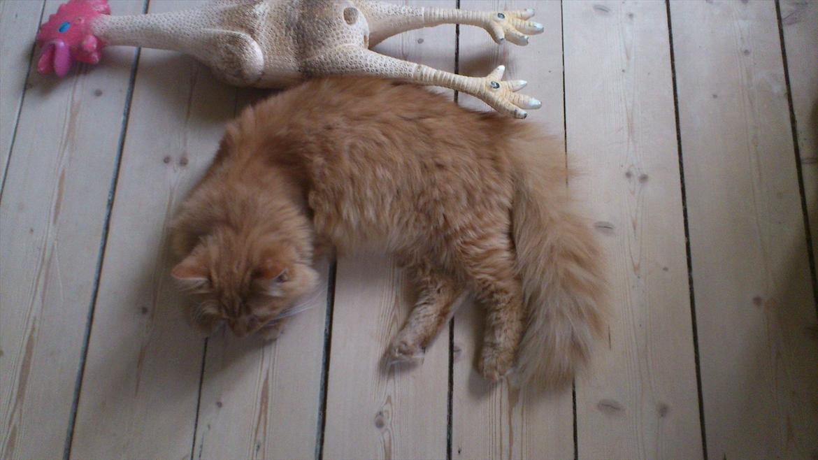 Blanding af racer Thomas Omayley billede 8