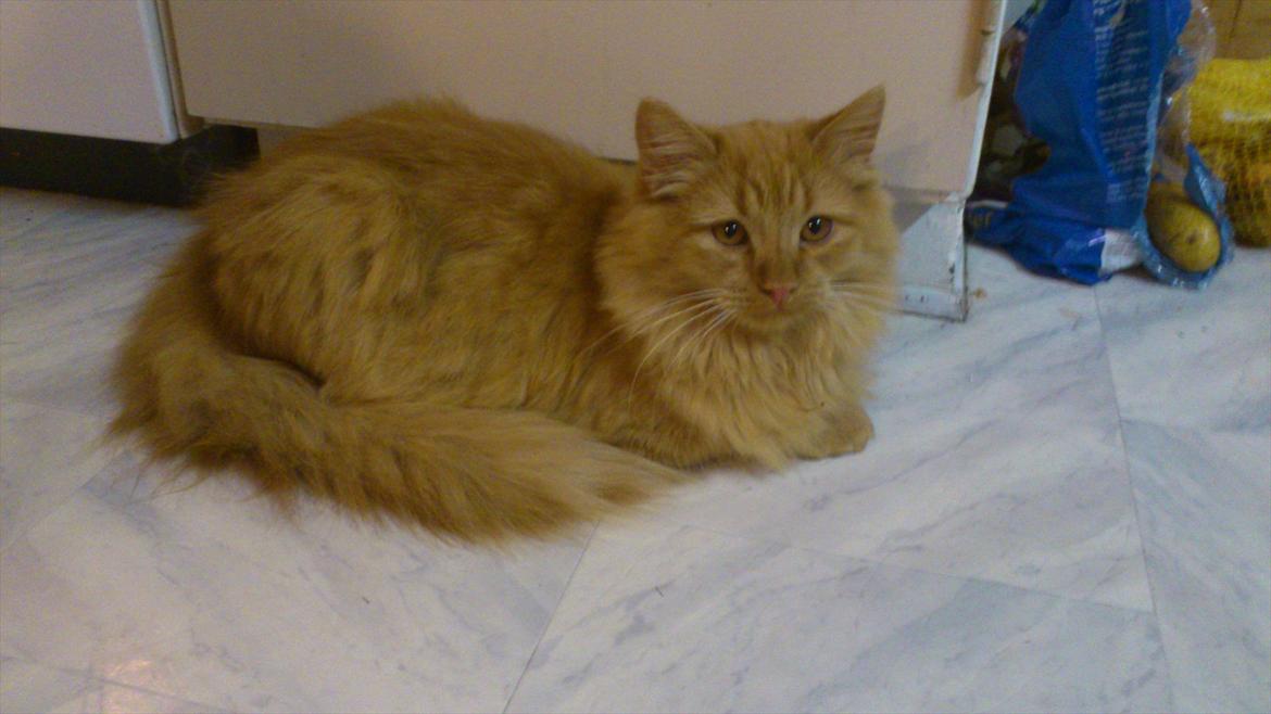 Blanding af racer Thomas Omayley billede 9