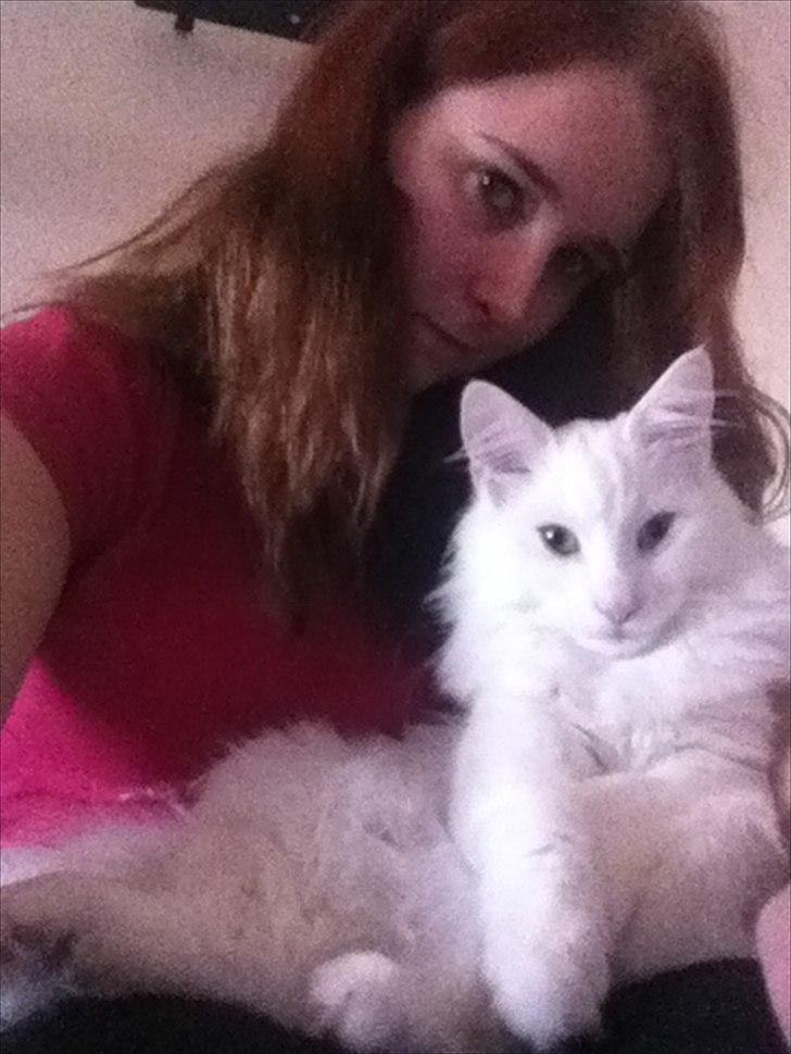 Norsk Skovkat *Avalon* - Dk Theen's Bromus - 'mors'dreng, vi elsker at hænge billede 4