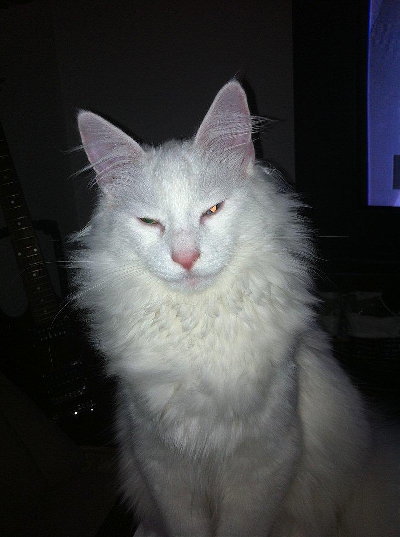 Norsk Skovkat *Avalon* - Dk Theen's Bromus - Man kan rigtigt se hans manke kommer smukt ud :D  billede 3