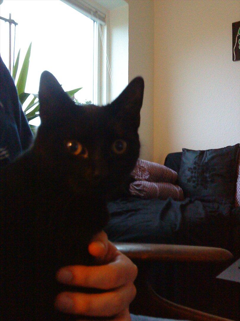 Huskat Mogens billede 2
