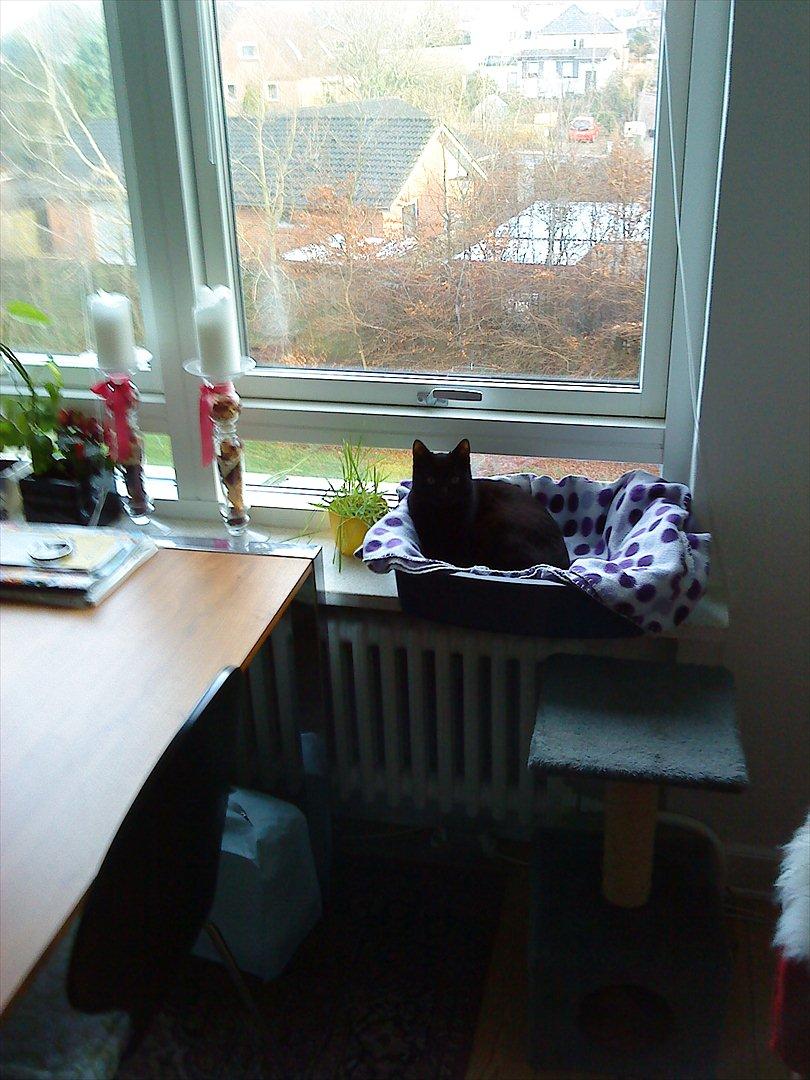 Huskat Mogens billede 4