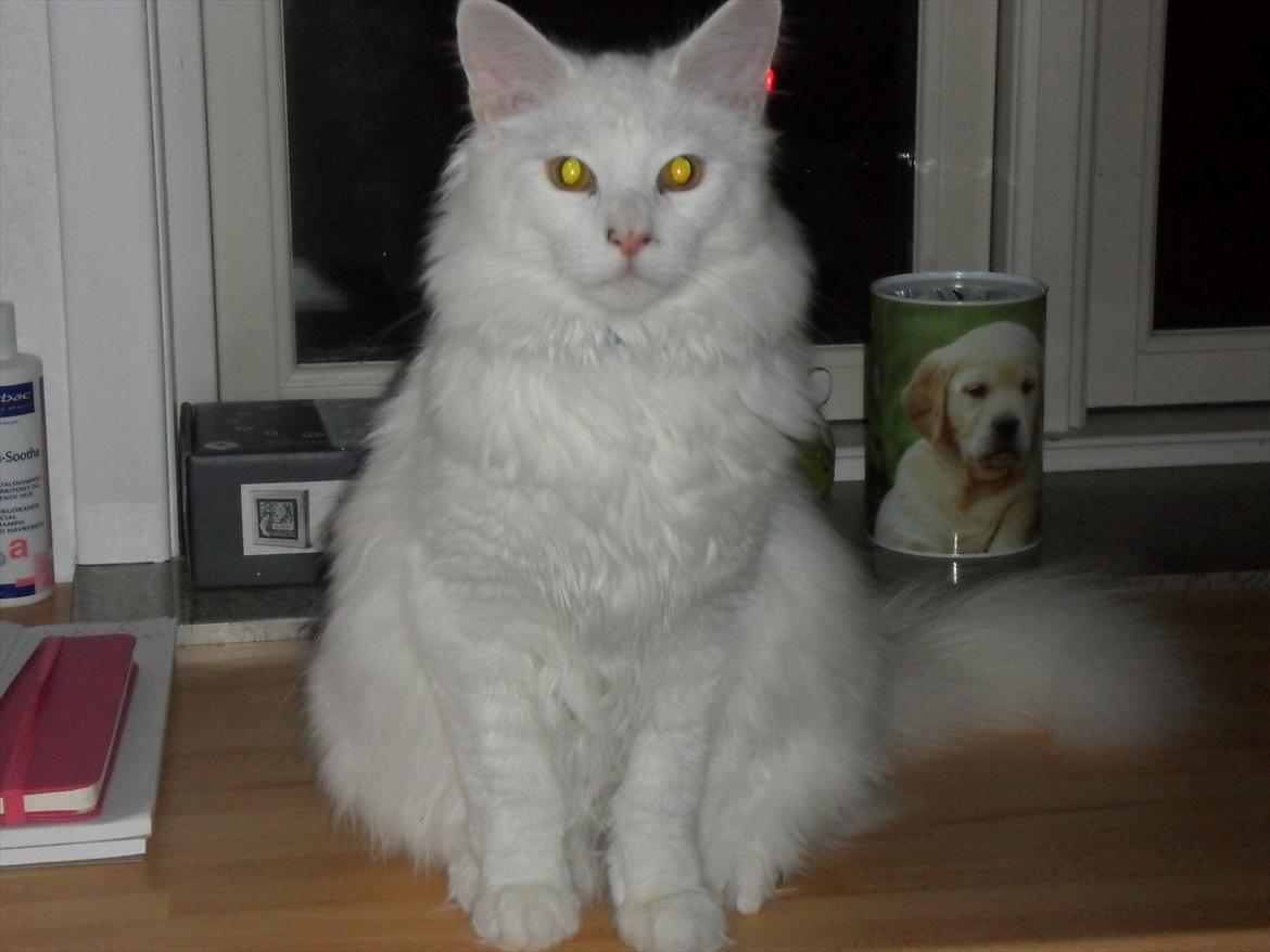 Blanding af racer Cato - vores basse :)
-  lyset går lige ind i hans øjne. billede 2