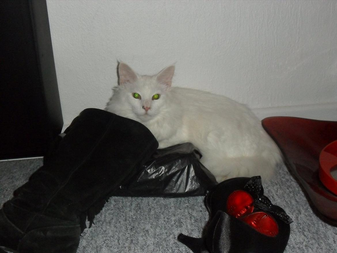 Blanding af racer Cato - <33 billede 11