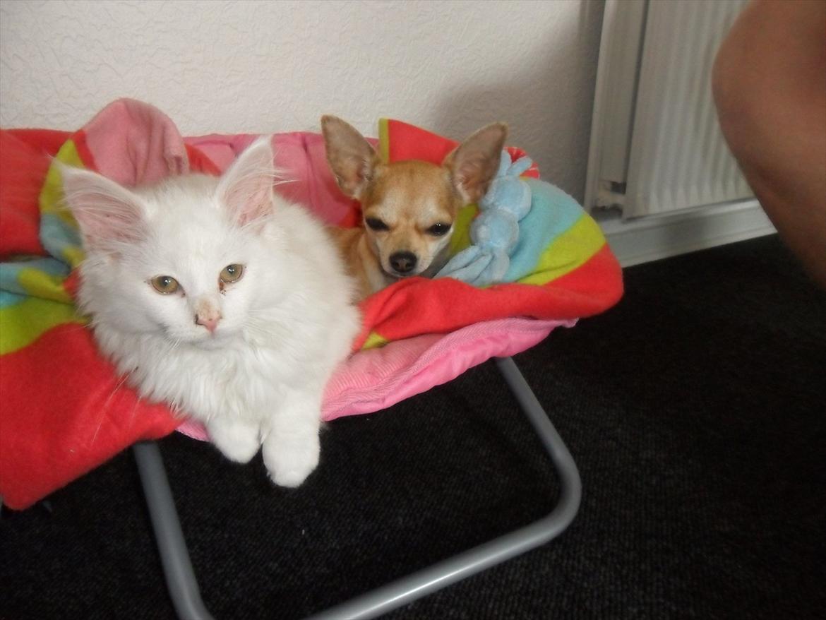 Blanding af racer Cato - de hygger sig rigtigt <3 billede 12