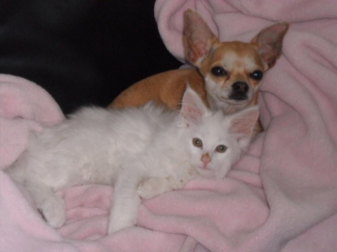 Blanding af racer Cato - vores engler :) billede 13