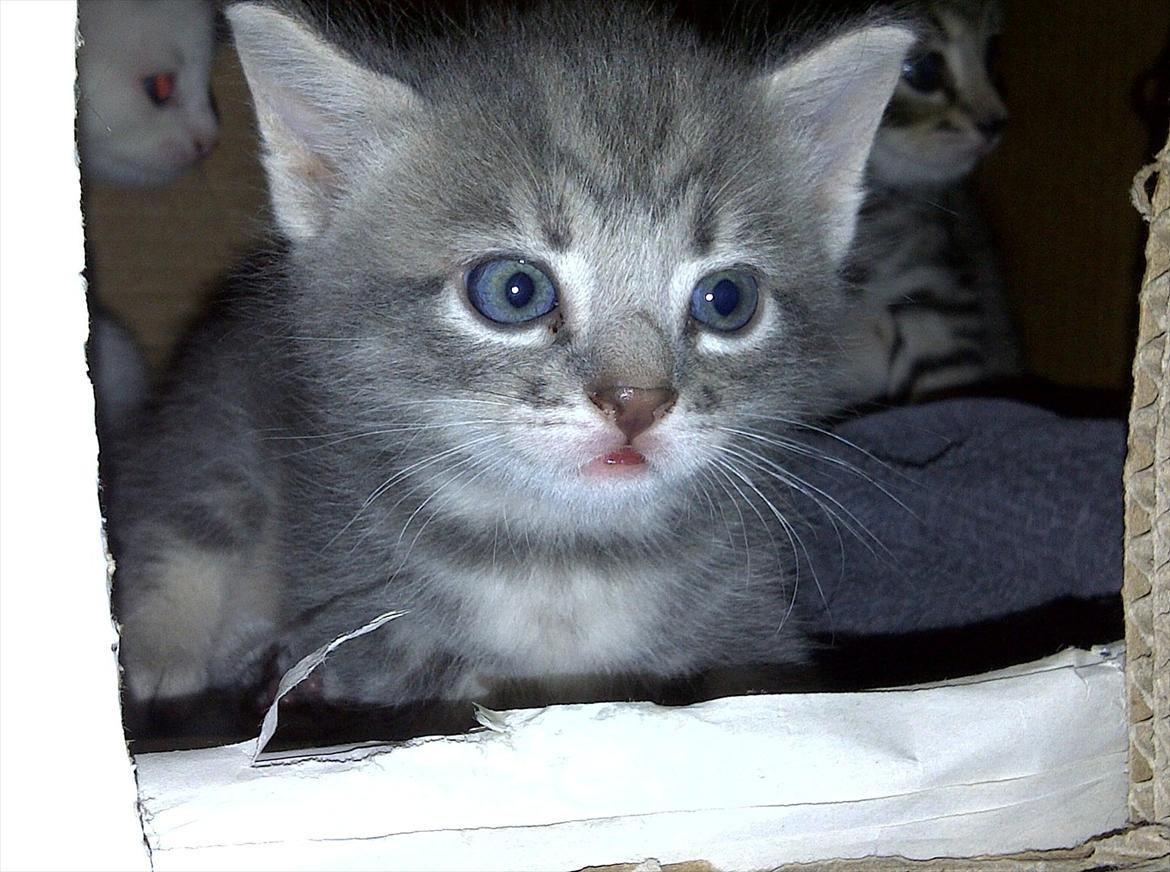 Huskat FifiLine billede 1