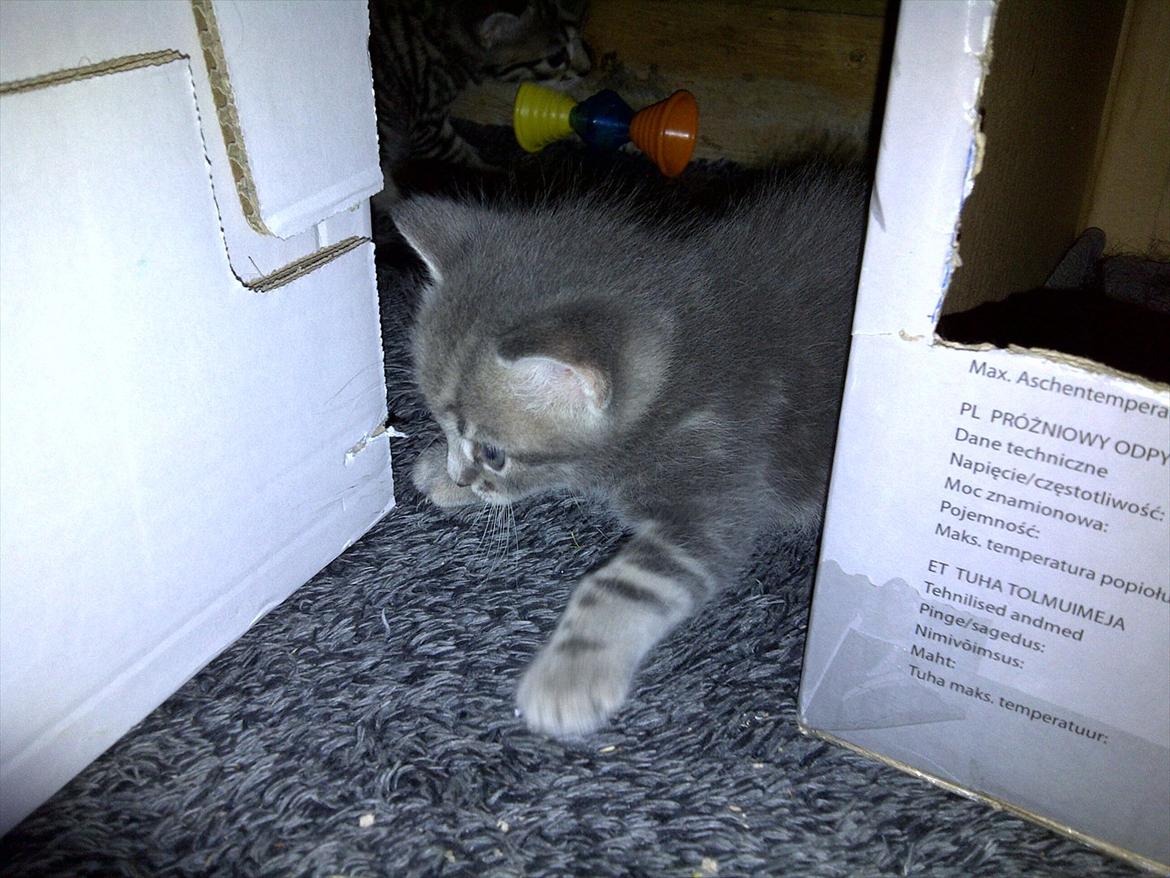 Huskat FifiLine billede 2