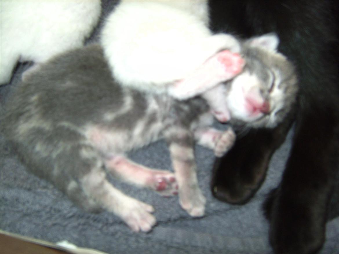 Huskat FifiLine billede 3