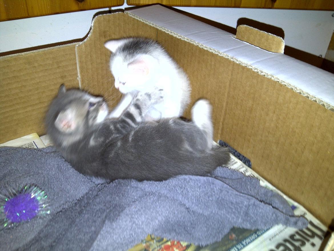 Huskat FifiLine billede 4