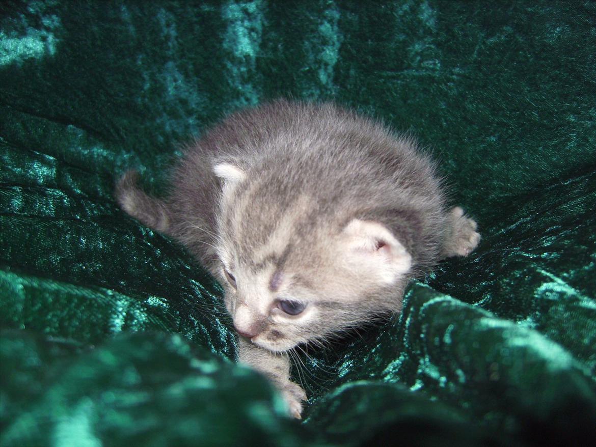 Huskat FifiLine billede 5