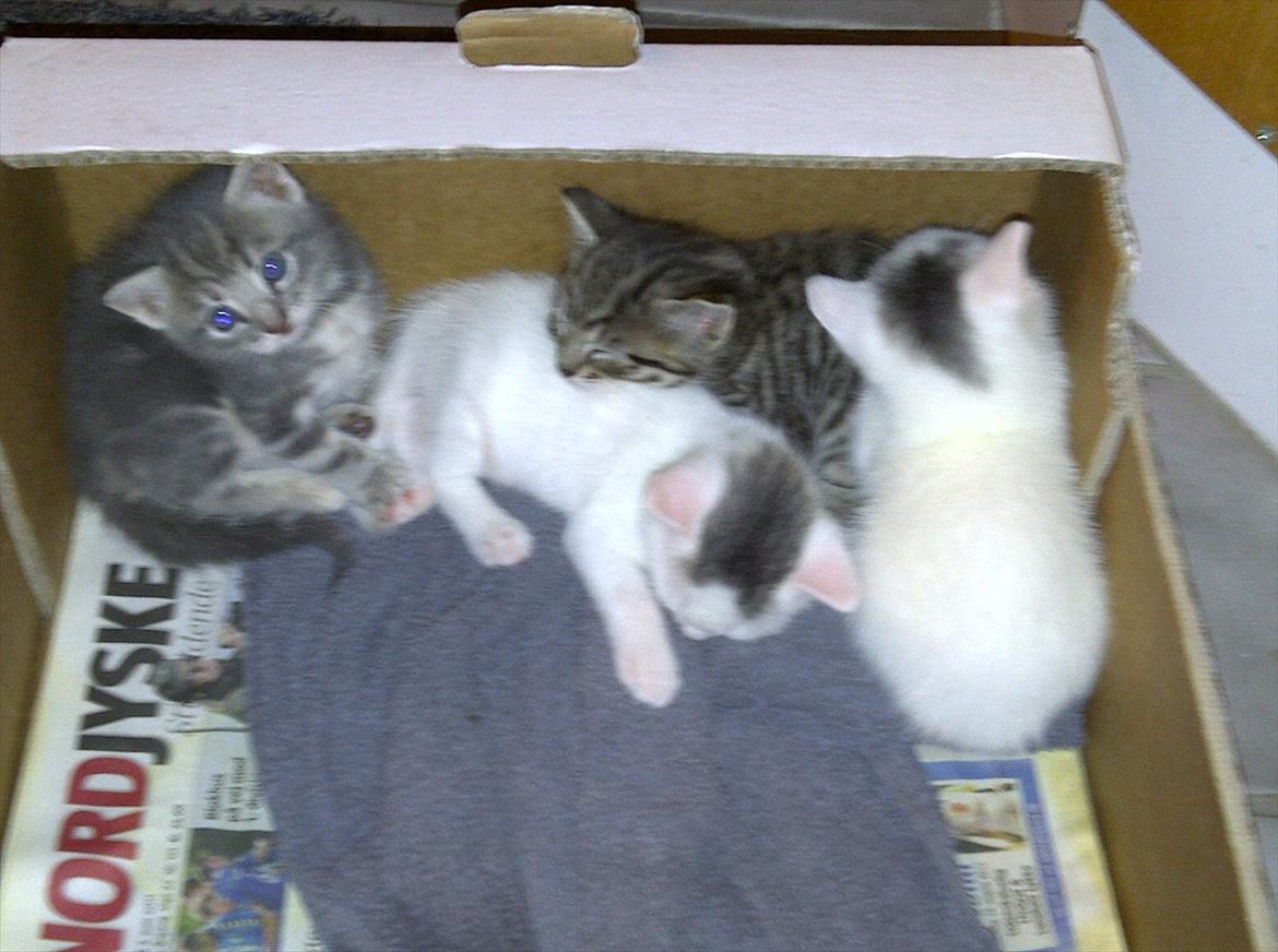 Huskat FifiLine billede 6