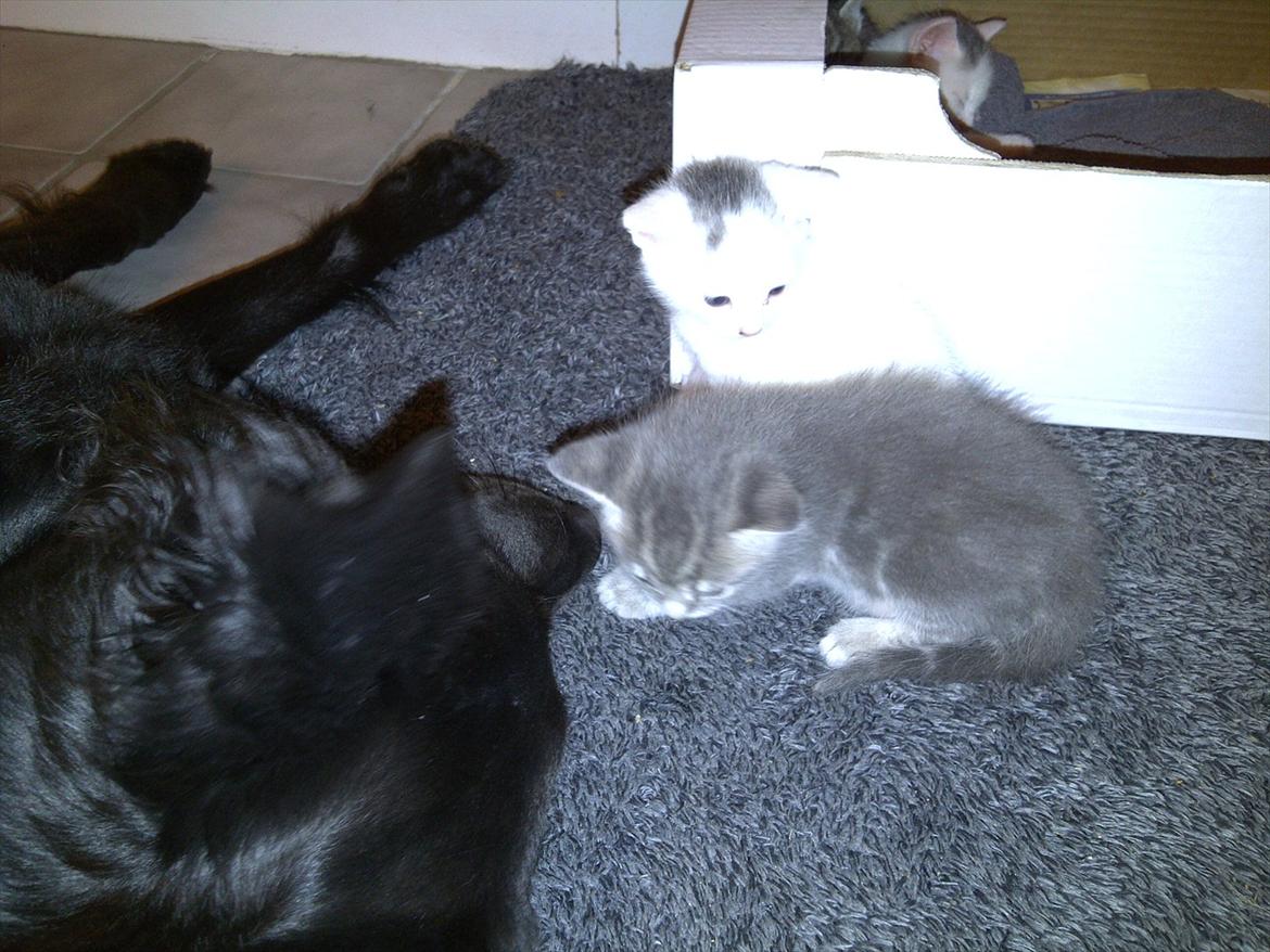 Huskat FifiLine billede 7