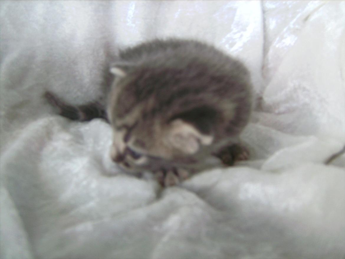 Huskat FifiLine billede 8