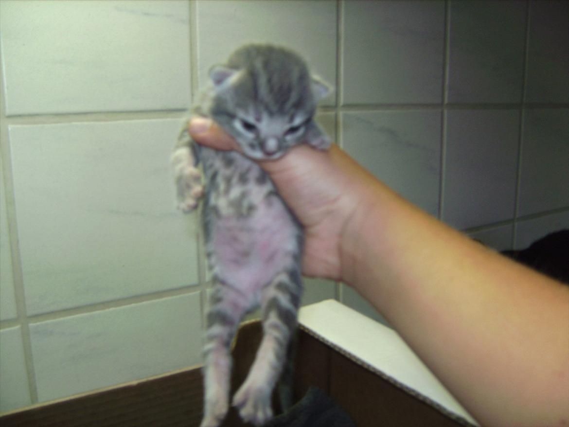 Huskat FifiLine billede 9