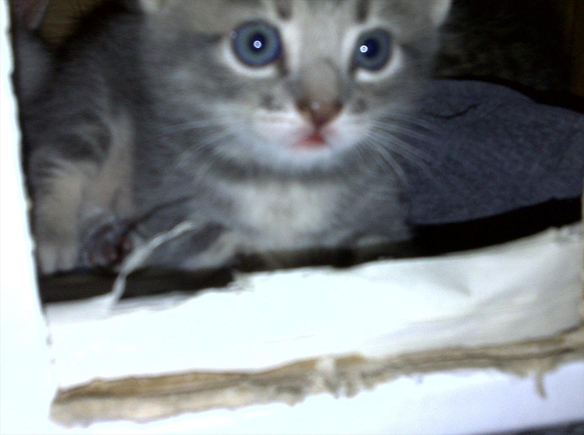 Huskat FifiLine billede 10