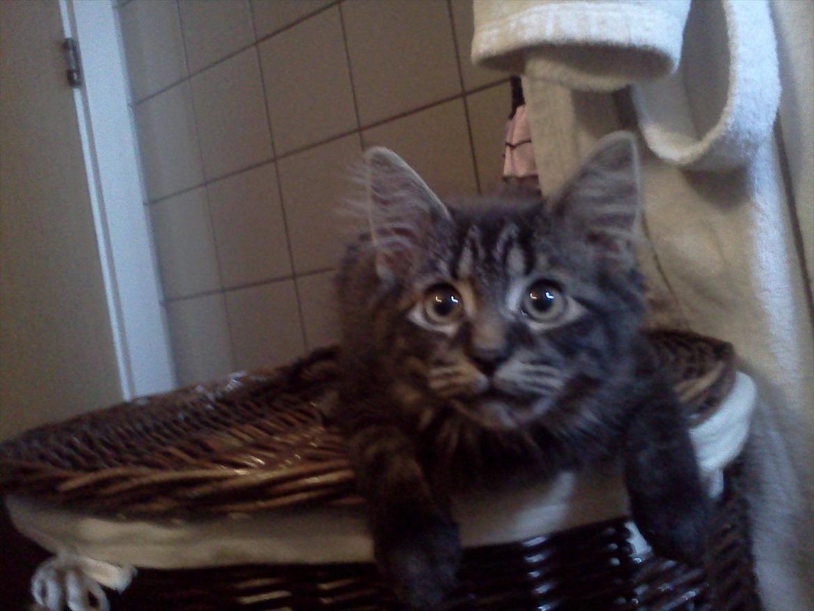 Blanding af racer Gizmo - Uhhh det er lidt farligt altså :s . billede 10