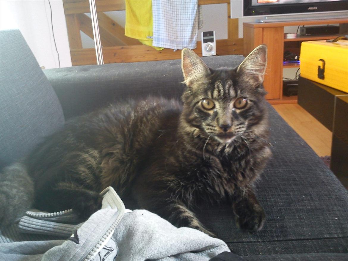 Blanding af racer Gizmo - Mmm elsker at ligge i sofaen (: . billede 11