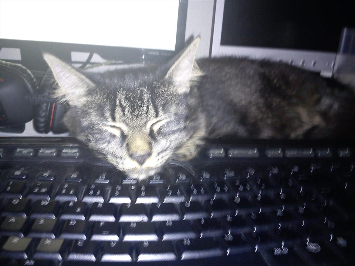 Blanding af racer Gizmo - Sover på far's tastatur :D . billede 12