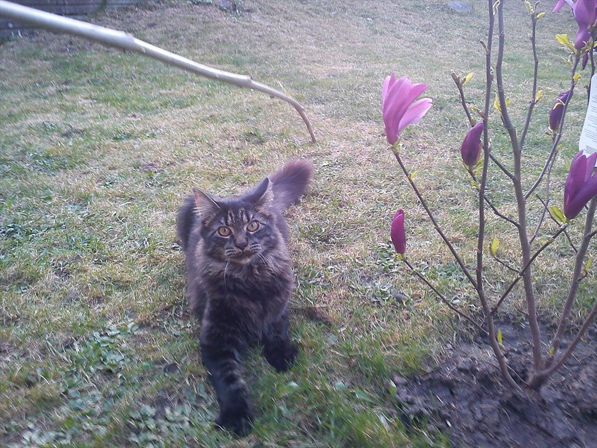 Blanding af racer Gizmo - Gizmo i haven (: . billede 13