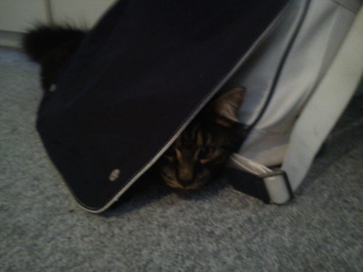 Blanding af racer Gizmo - Jeg gemmer mig under mor's skole taske :p billede 14