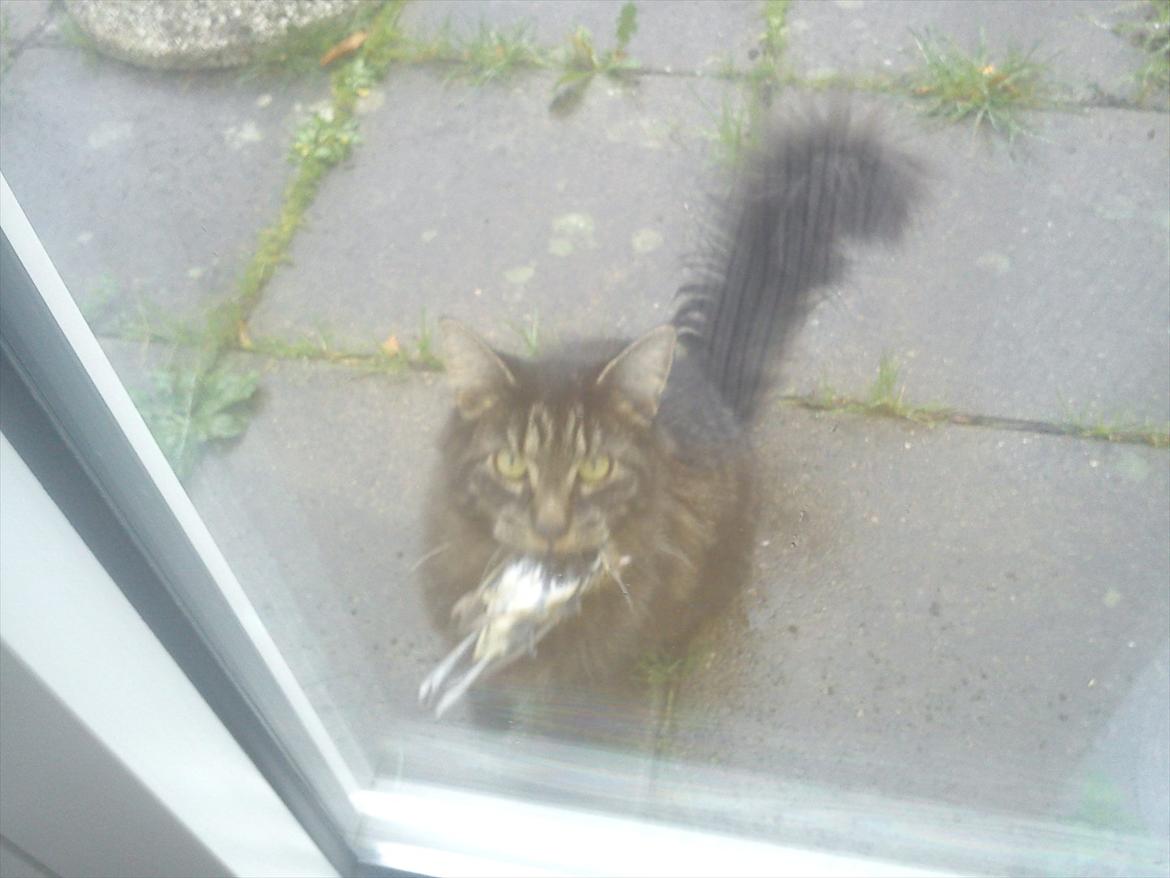 Blanding af racer Gizmo - Seee mor hva jeg har fanget :D lukker du mig ikk lige ind ? billede 15