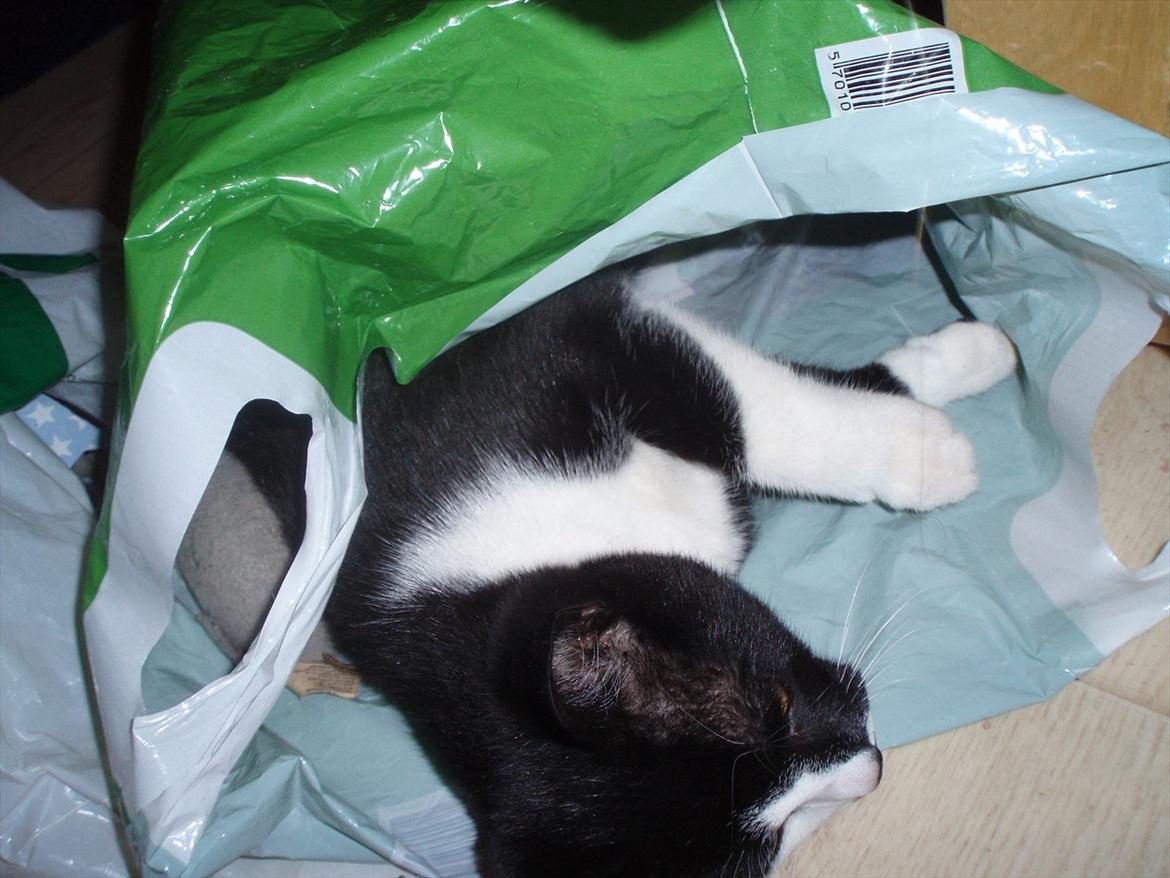 Huskat Tøsen - "Så er jeg klar til at komme med ud og handle" :) 
Hendes mus ligger helt nede i bunden af posen :) billede 11