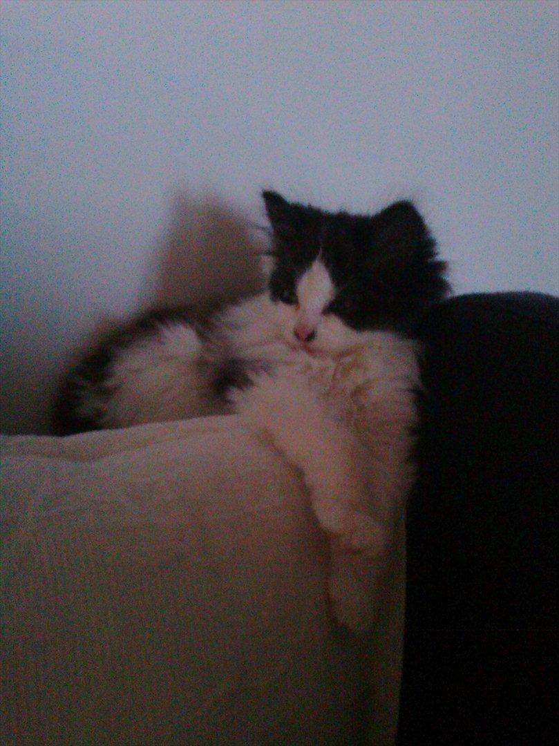 Blanding af racer Uffe billede 5