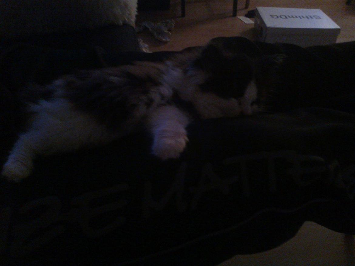 Blanding af racer Uffe billede 6