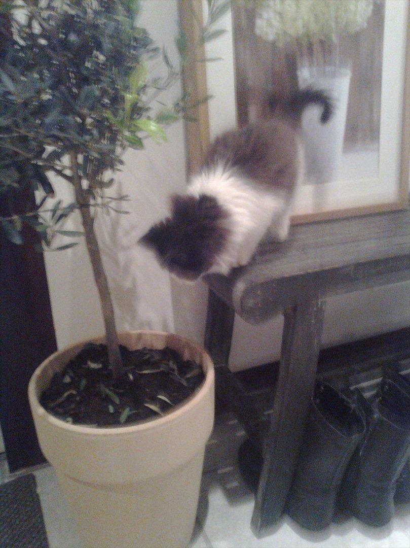 Blanding af racer Uffe billede 7