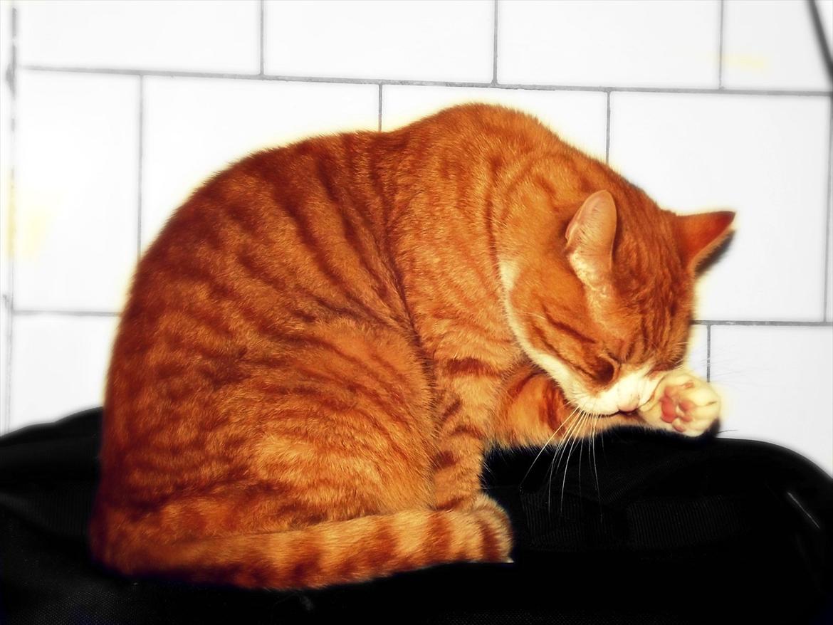 Huskat Frønse :D - Frønse nusser :) billede 8