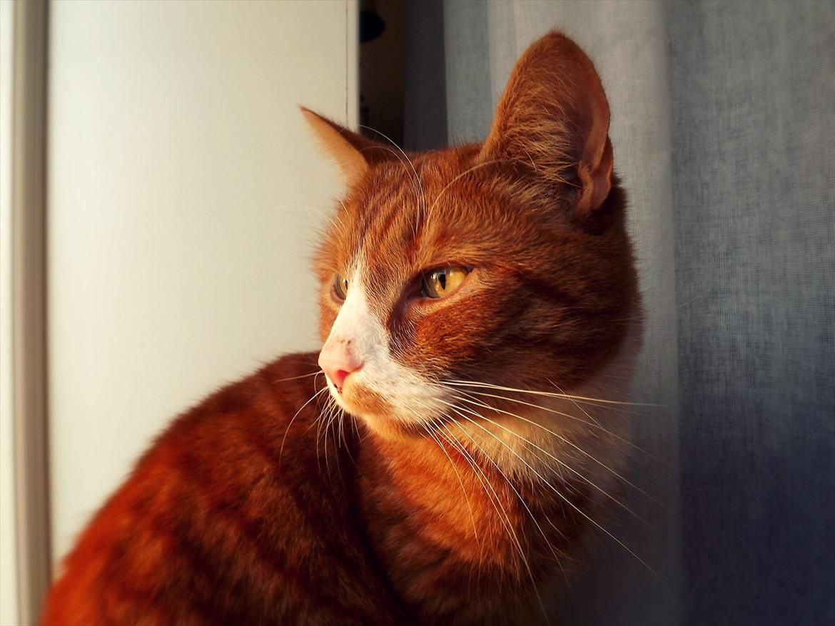 Huskat Frønse :D billede 2