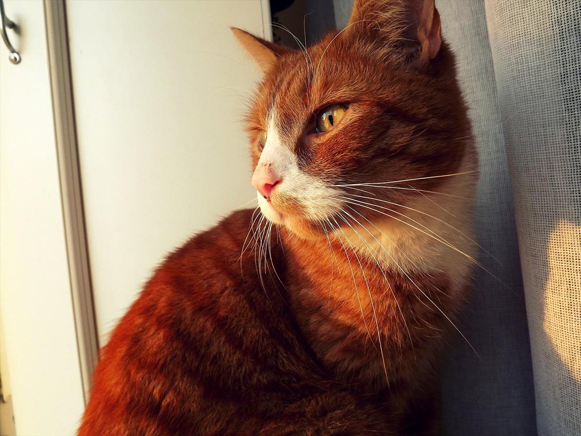 Huskat Frønse :D - Min smukke kat!!<3 billede 5