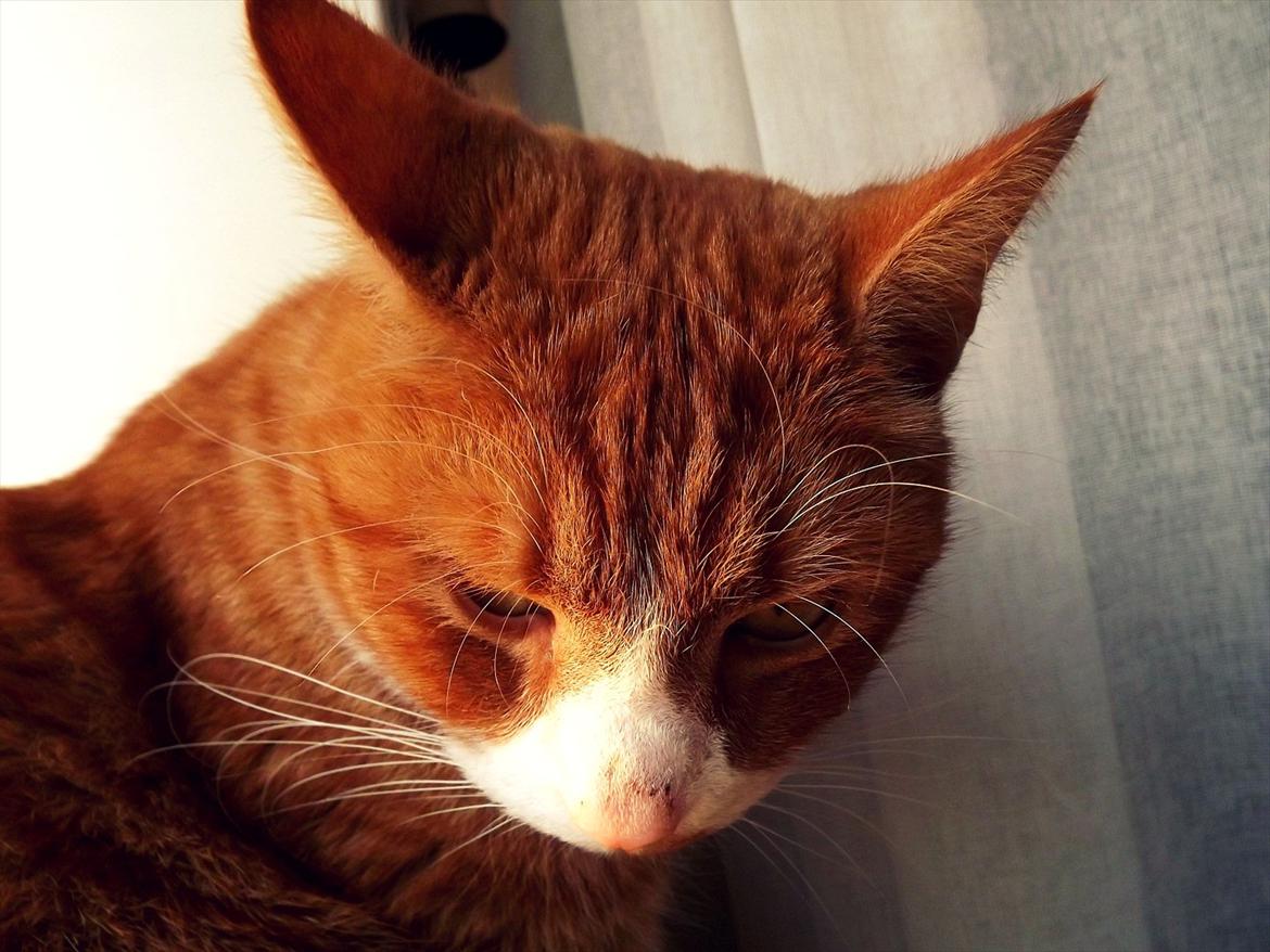 Huskat Frønse :D - Snork..ZzZzZ billede 4