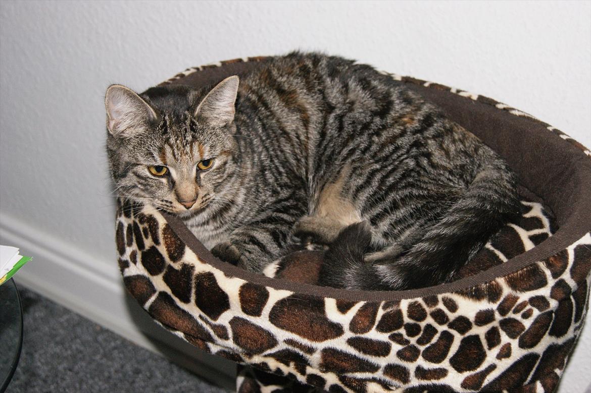 Blanding af racer Pucca - Mit nye hyggested billede 18