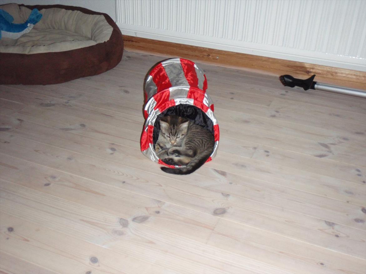 Blanding af racer Asti billede 2