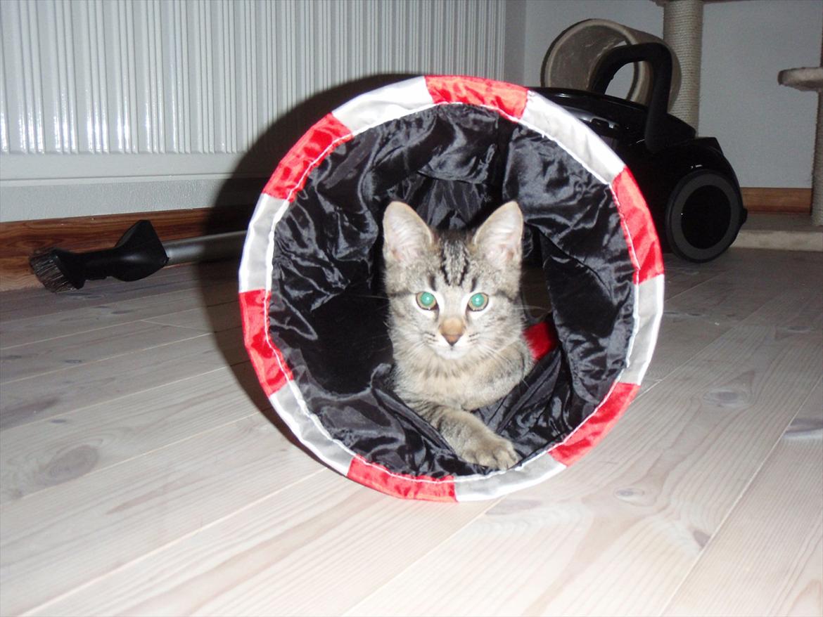 Blanding af racer Asti billede 3