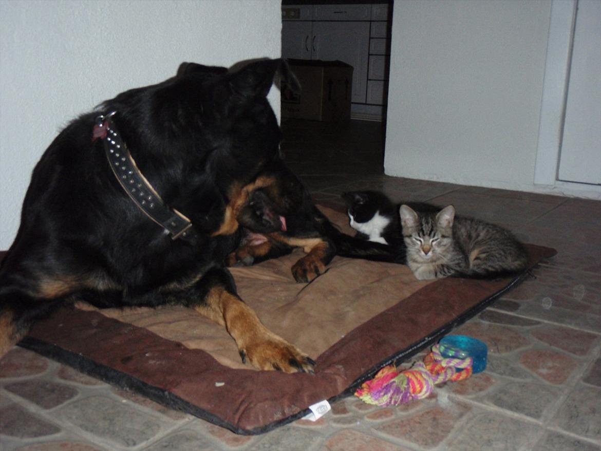 Blanding af racer Asti billede 4