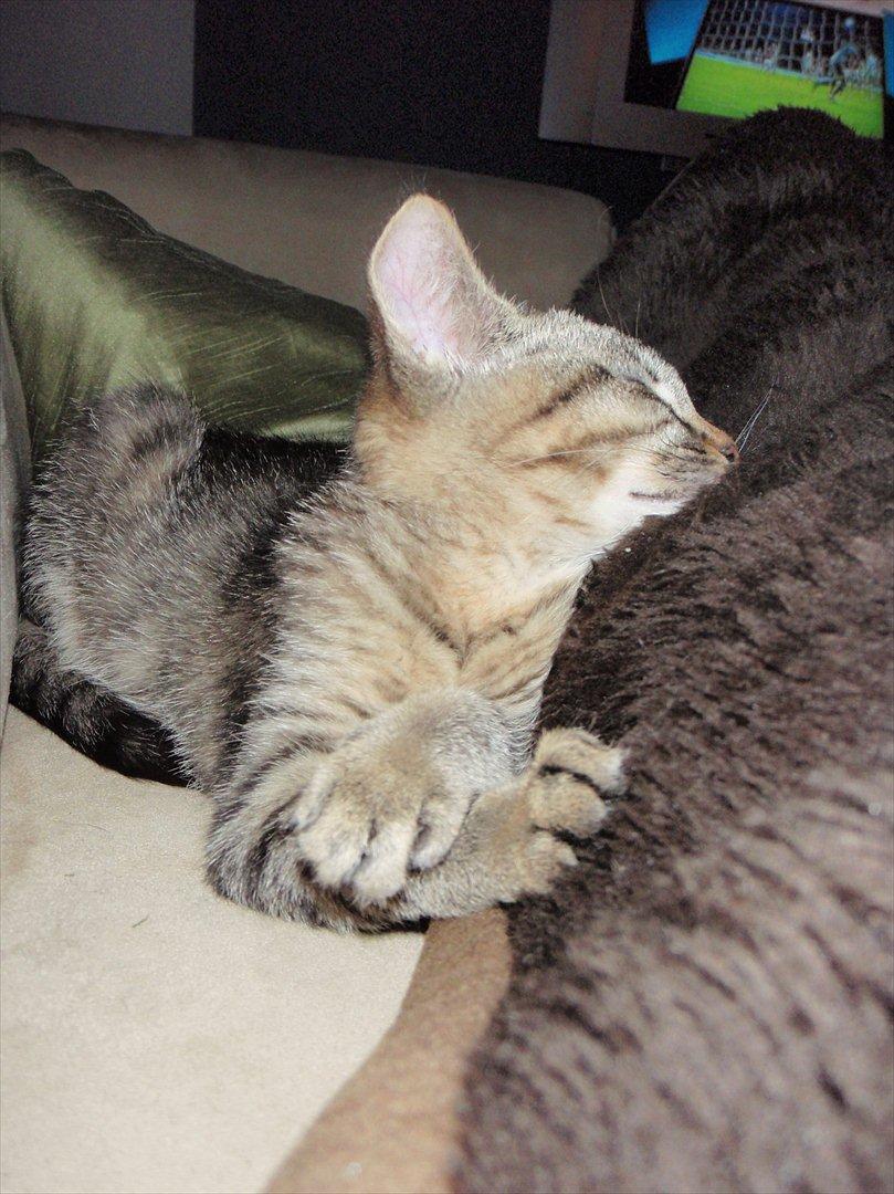 Blanding af racer Asti billede 5