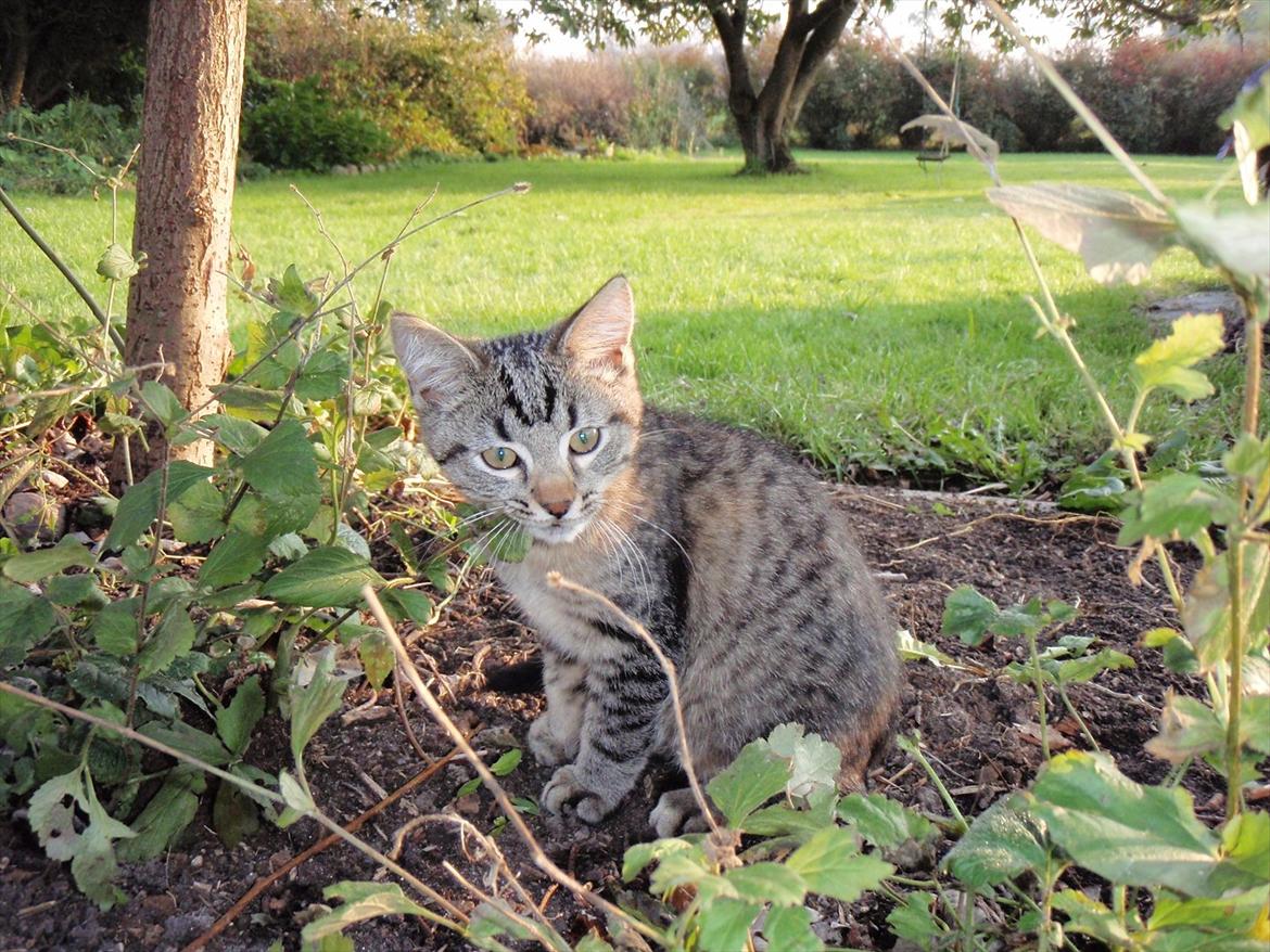 Blanding af racer Asti billede 6