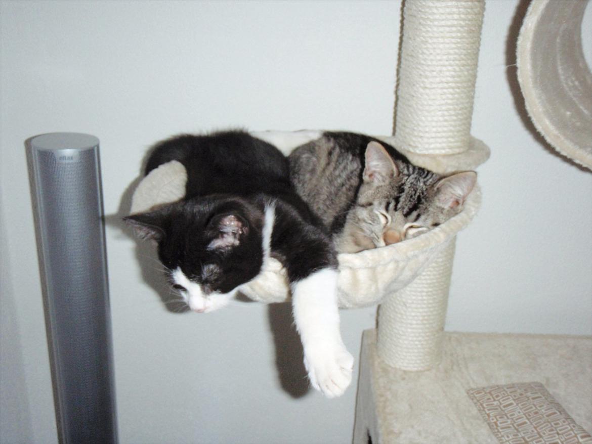 Blanding af racer Asti billede 7